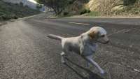 How to turn into Labrador in GTA 5.