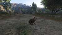 How to become a hare in GTA 5.