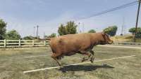 How to become a cow in GTA 5.