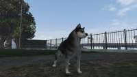 How to become a husky dog in GTA 5.