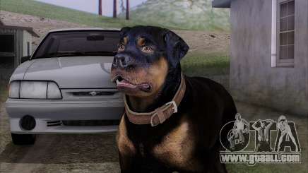 Rottweiler from GTA 5 for GTA San Andreas