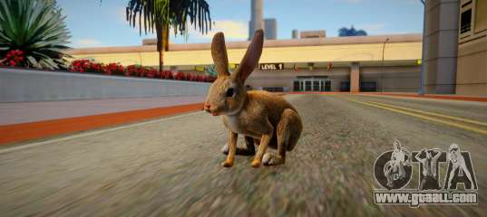 Rabbit